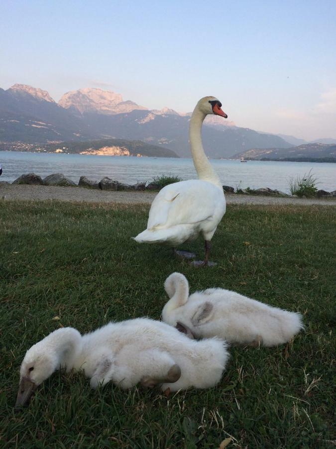 la baie des voiles ,vue lac d'Annecy ,plage privée Duingt Exterior foto